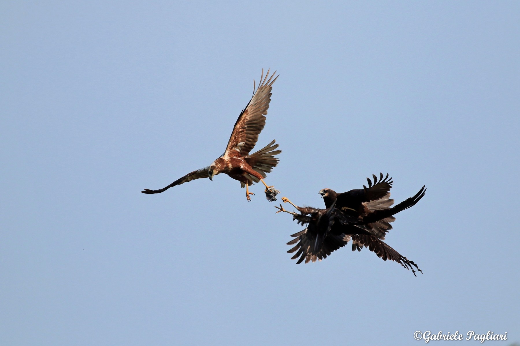 Falco di palude ( Circus aeruginosus )